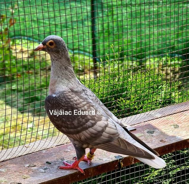  - NU AMI APARTIN 2020