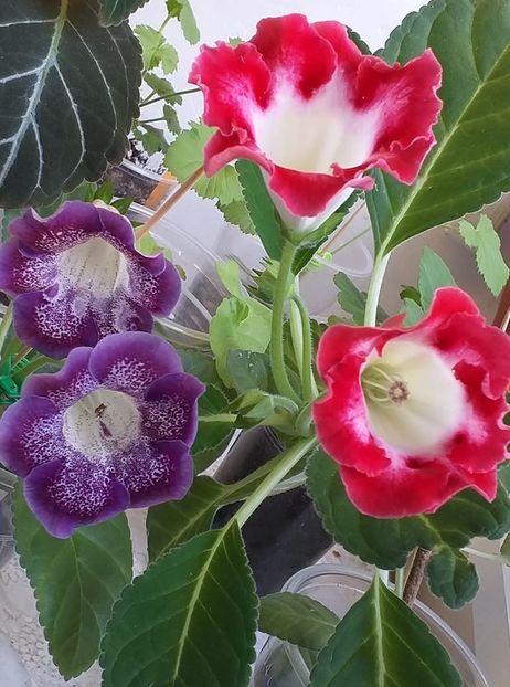 116242322_3131489550265759_2944238325958622566_o - Gloxinia 2020