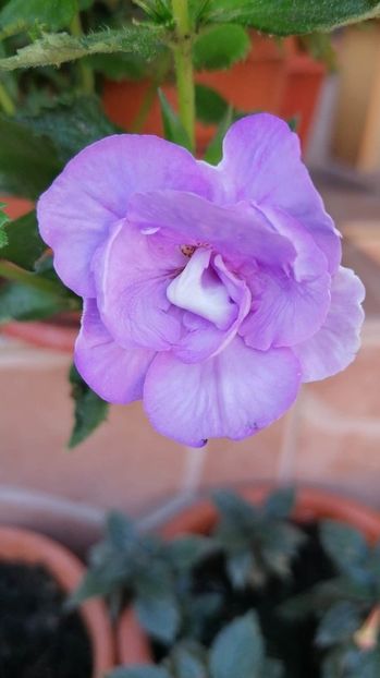  - Blue Temptation G- erika76