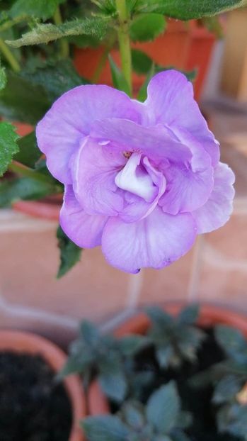  - Blue Temptation G- erika76