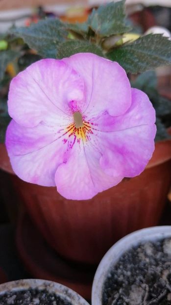  - X2 Achimenantha Humberto Vitorino sylvia