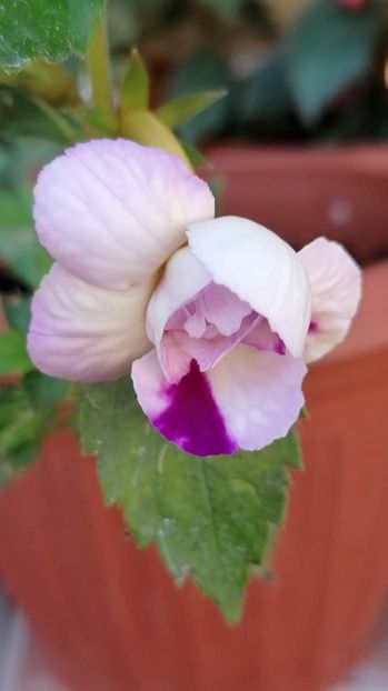  - Queen of Lace- erika76