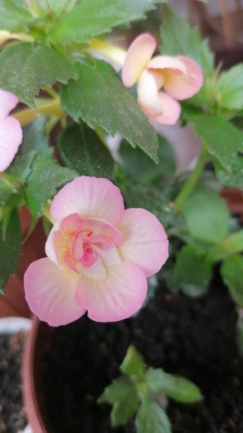  - Luke Leung -erika 76