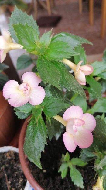  - Luke Leung -erika 76