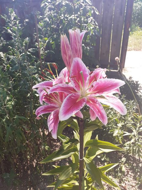  - Crini de gradina 2015- prezent
