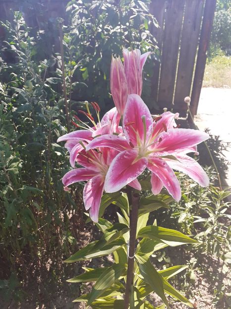  - Crini de gradina 2015- prezent