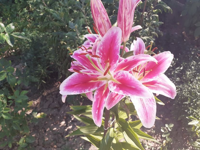  - Crini de gradina 2015- prezent
