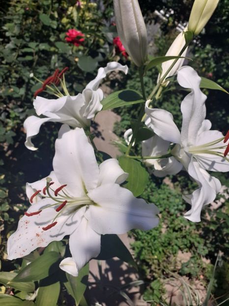  - Crini de gradina 2015- prezent