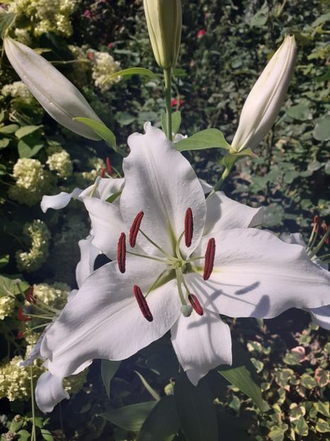  - Crini de gradina 2015- prezent
