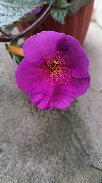  - Extravavanza-deea01