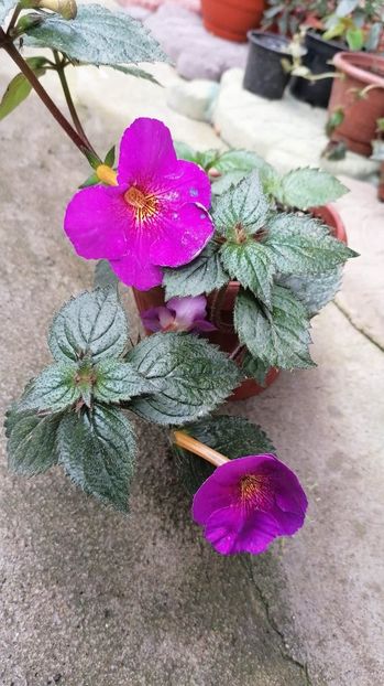  - Extravavanza-deea01