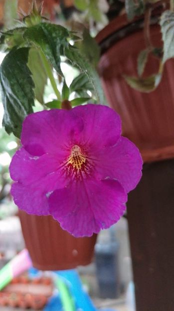  - Extravavanza-deea01