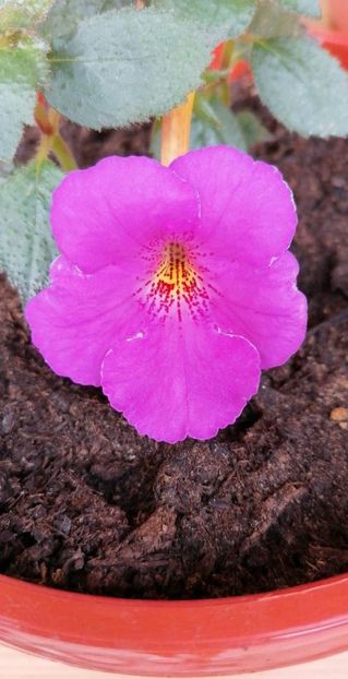  - Extravavanza-deea01