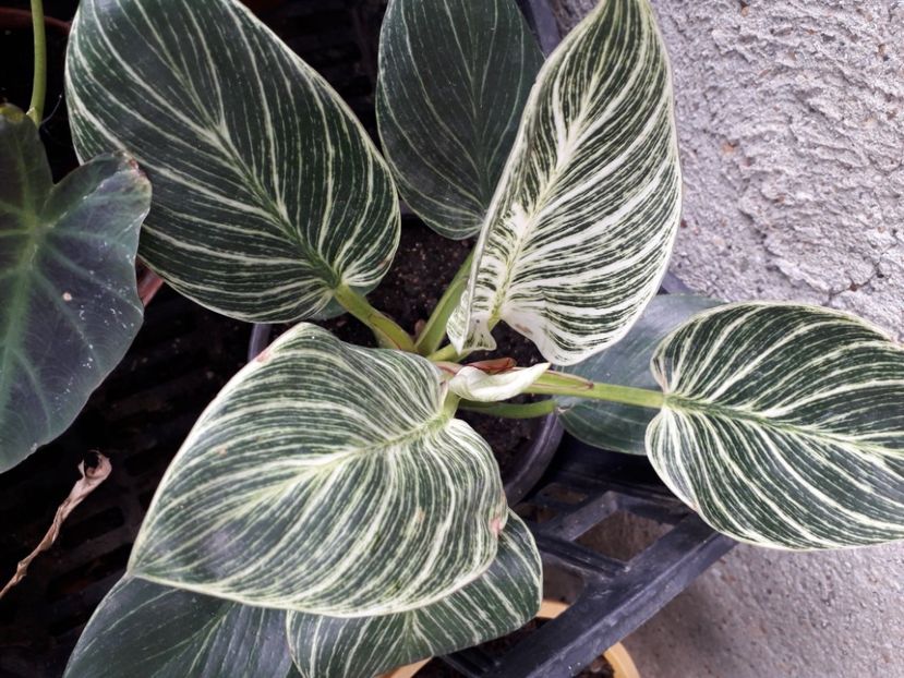 Philodendron Birkin - Plante verzi rare