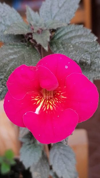  - Serges fantasy - Erika76