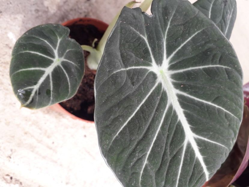 Alocazia Black Velvet - Plante verzi rare