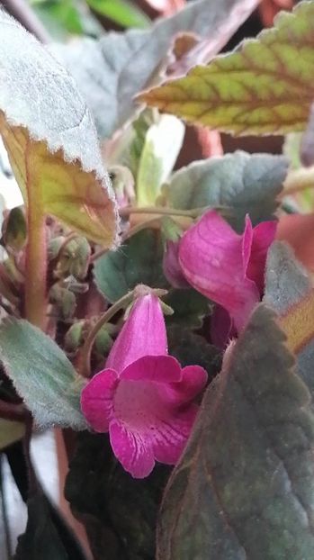  - x5 Smithicodonia Heartlands Joy-deea01