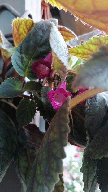  - x5 Smithicodonia Heartlands Joy-deea01