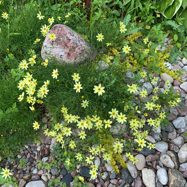  - Jurnalul gradinii 2020