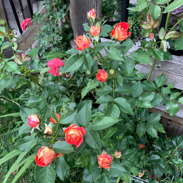  - Jurnalul gradinii 2020