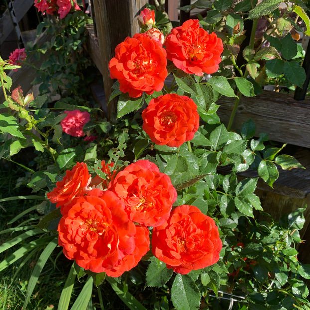  - Jurnalul gradinii 2020