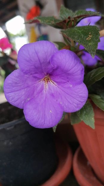  - Aquamarine-erika 76