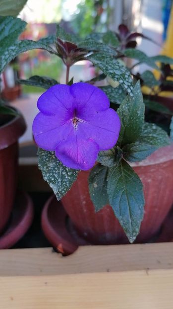  - Aquamarine-erika 76