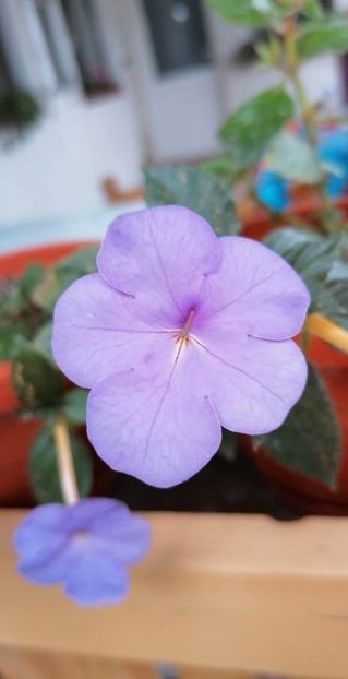  - Aquamarine-erika 76