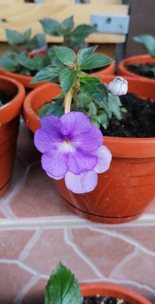  - Aquamarine-erika 76