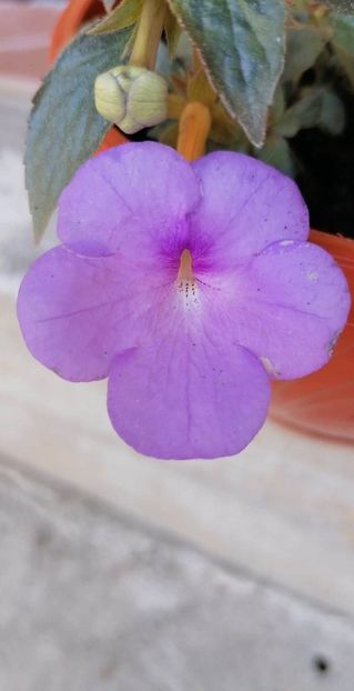  - Aquamarine-erika 76