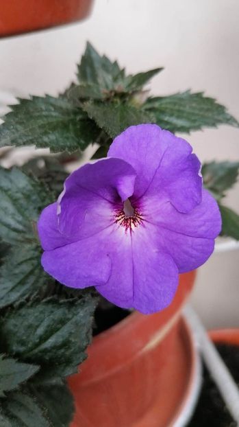  - Odessa Blue- gabi gligor