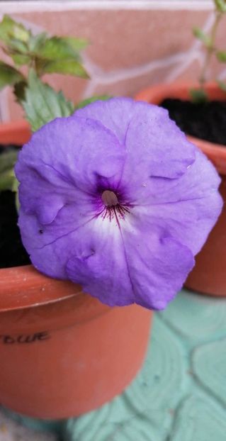  - Odessa Blue- gabi gligor