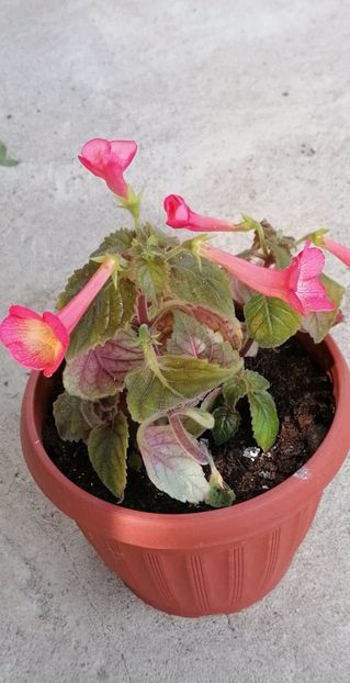  - X2 Achimenantha Helena-deea01