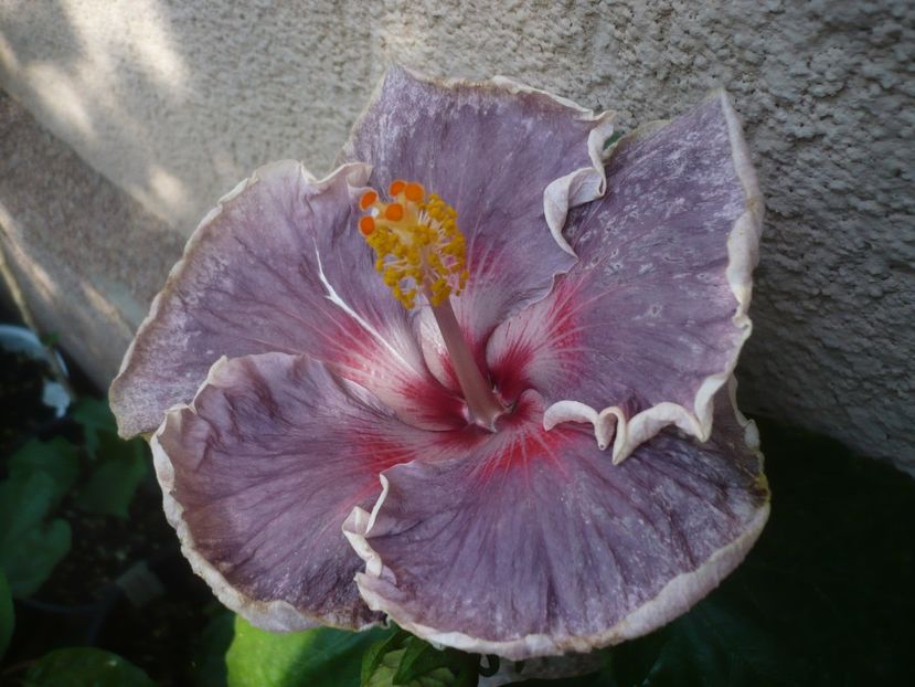 28.07.2020 - HIBISCUSI 2020-2