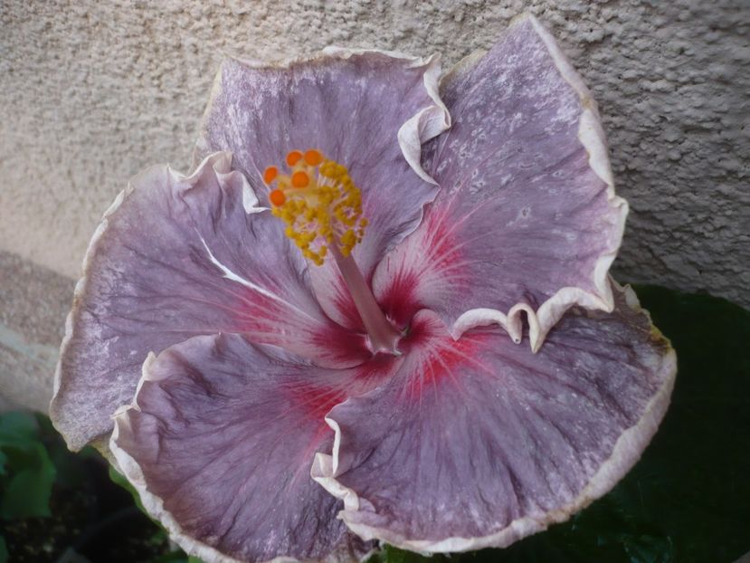 P1450183 - HIBISCUSI 2020-2