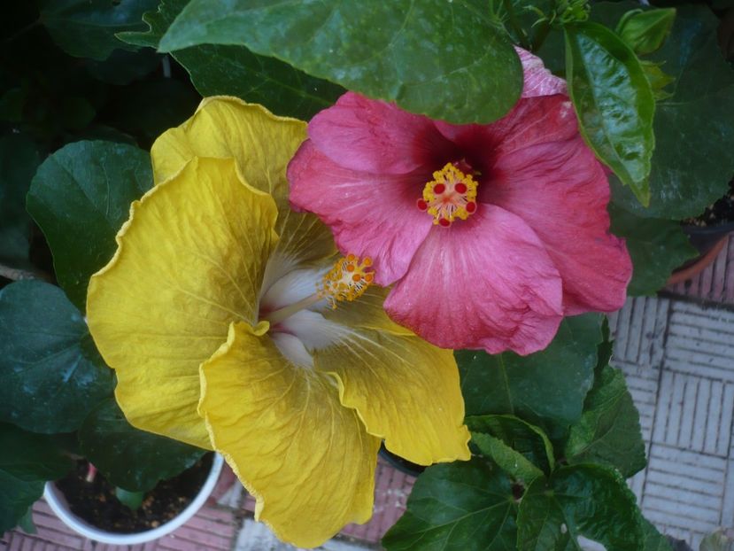 P1450185 - HIBISCUSI 2020-2