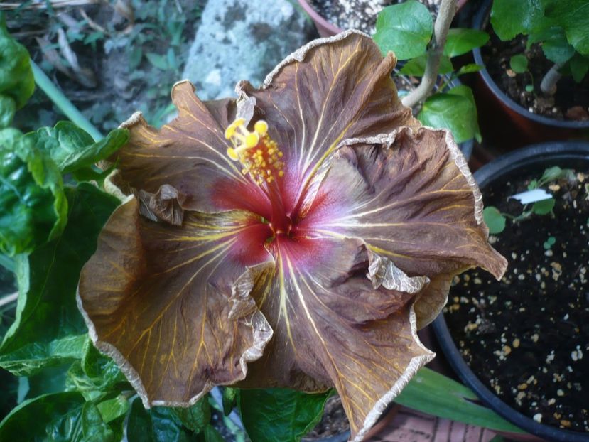 P1450186 - HIBISCUSI 2020-2