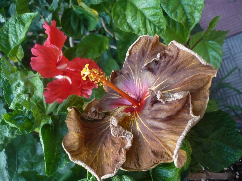 P1450187 - HIBISCUSI 2020-2