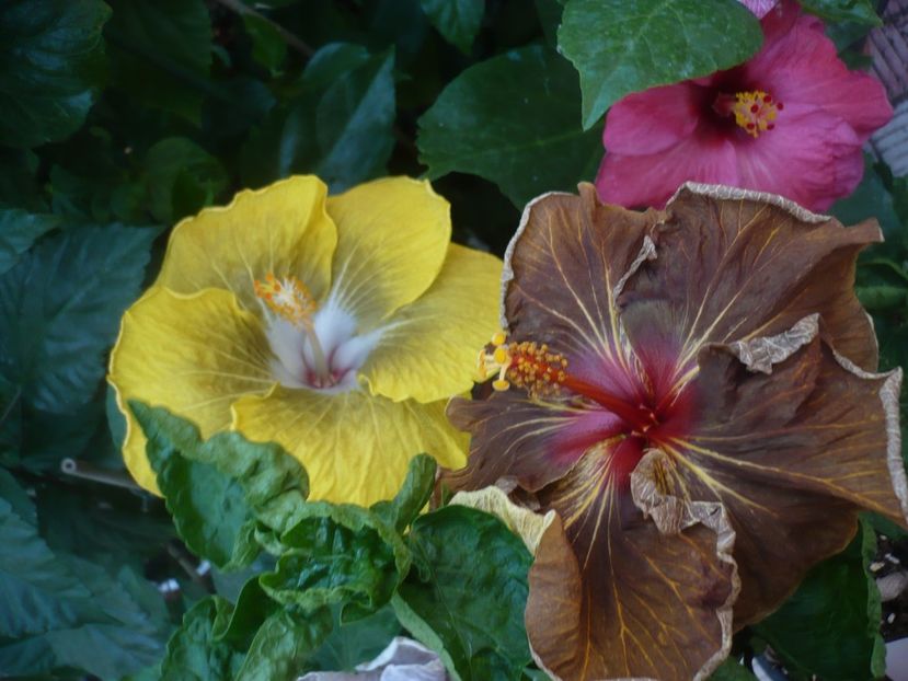 P1450188 - HIBISCUSI 2020-2