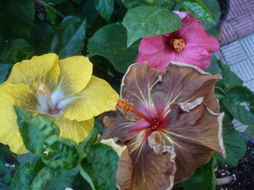 P1450189 - HIBISCUSI 2020-2