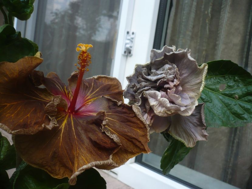 P1450190 - HIBISCUSI 2020-2