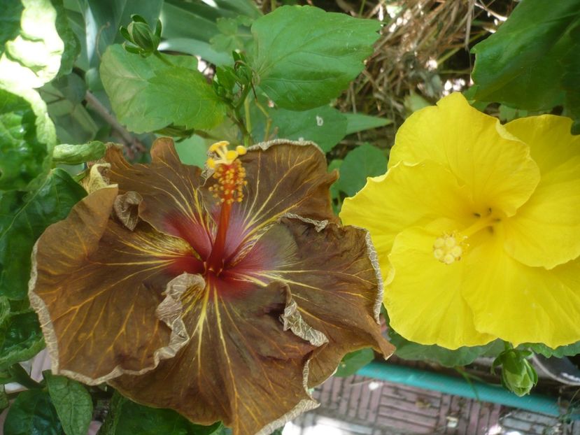 P1450194 - HIBISCUSI 2020-2