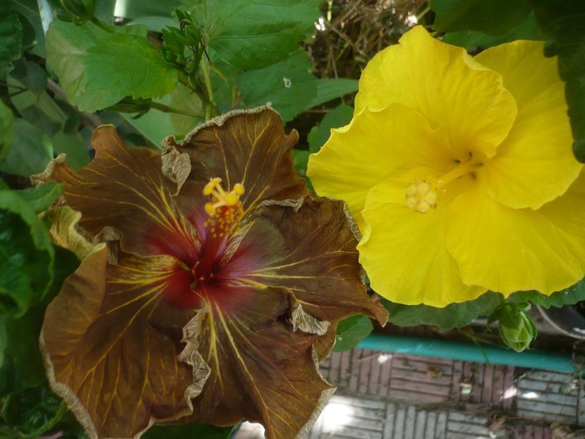 P1450195 - HIBISCUSI 2020-2