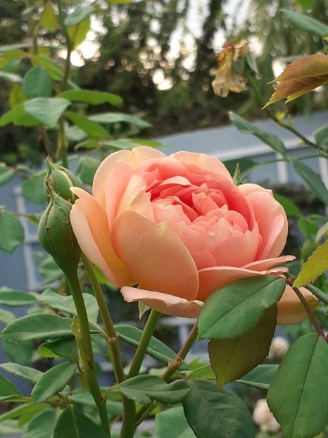  - Lady of Shalott 2020