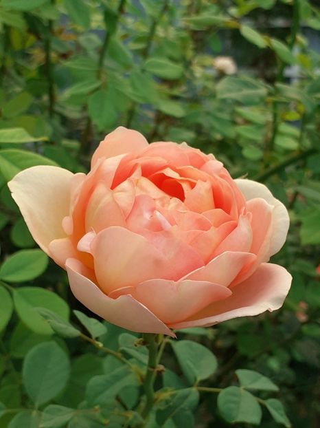  - Lady of Shalott 2020