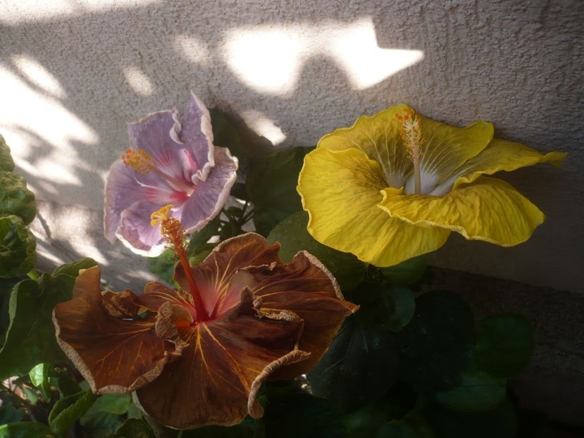 P1450197 - HIBISCUSI 2020-2