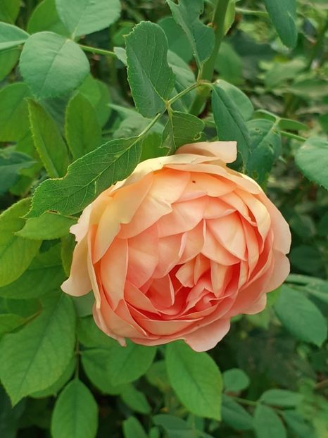  - Lady of Shalott 2020