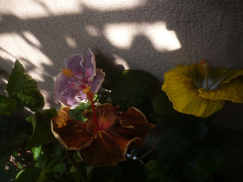 P1450198 - HIBISCUSI 2020-2