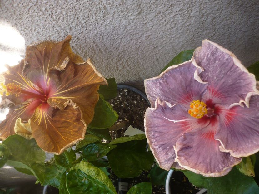 P1450199 - HIBISCUSI 2020-2