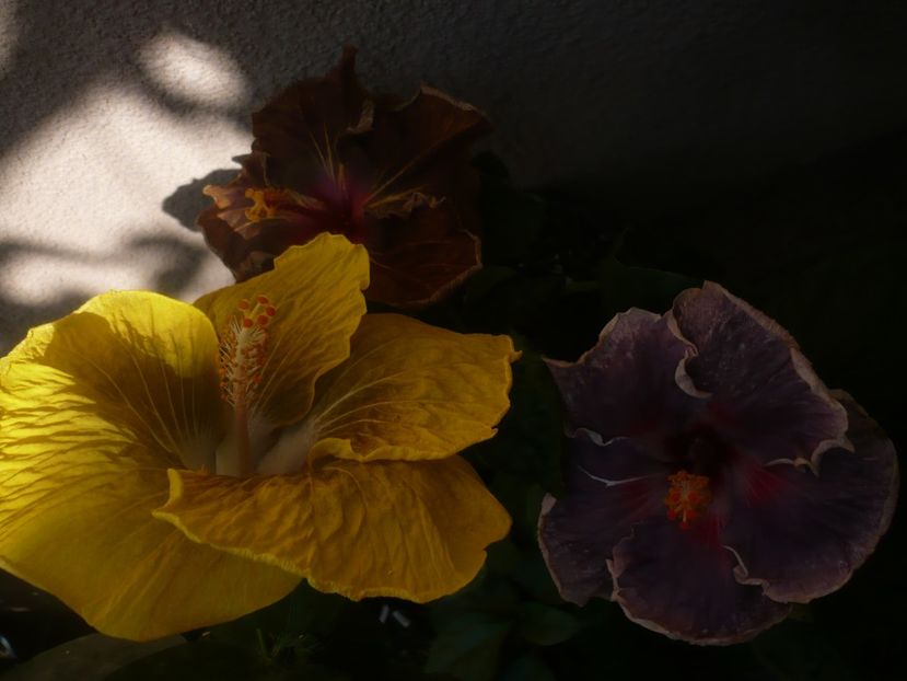 P1450200 - HIBISCUSI 2020-2